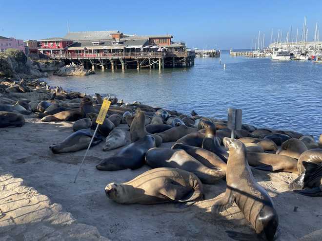California sea lions return to Old Fisherman's Wharf – KION546