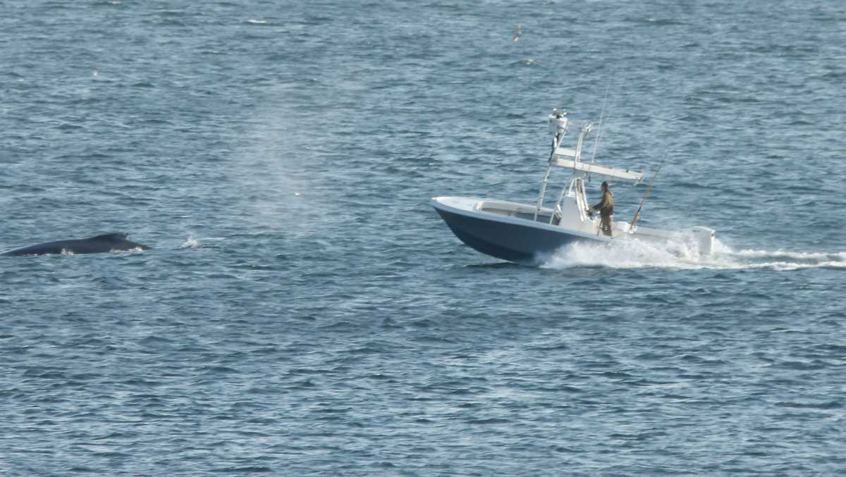 Encounters increase as fish draw whales to Massachusetts coast