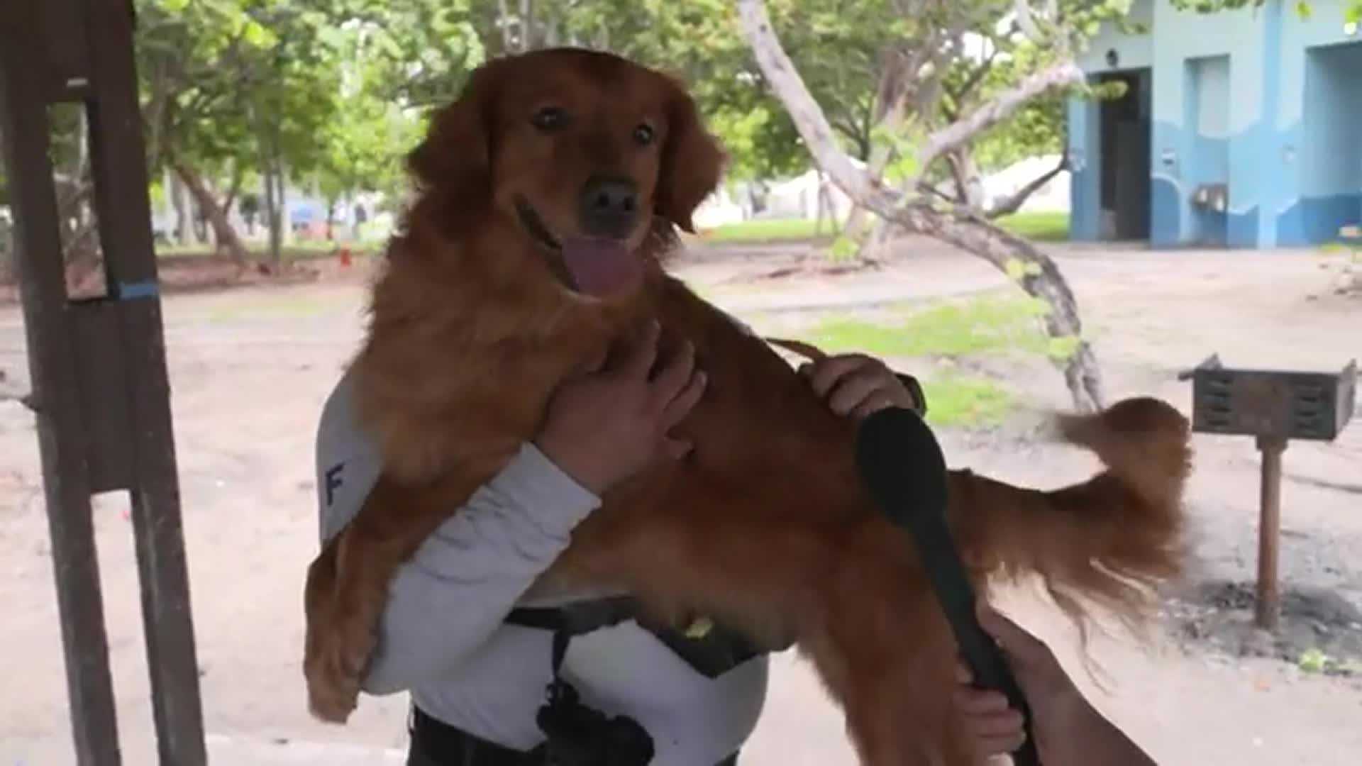 WATCH: Search And Rescue Dogs Look For Survivors At Florida Condo Collapse