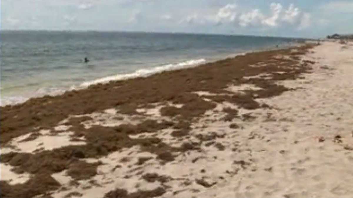 More seaweed than ever spotted on South Florida beaches