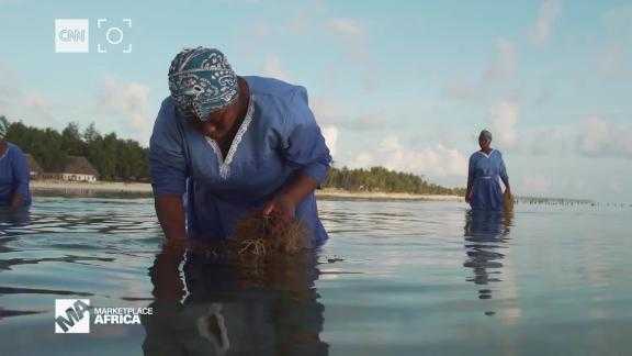 Women take on much of the labor to farm seaweed in Zanzibar. Now, a local company is expanding its opportunities to turn the plants into a more profitable future.