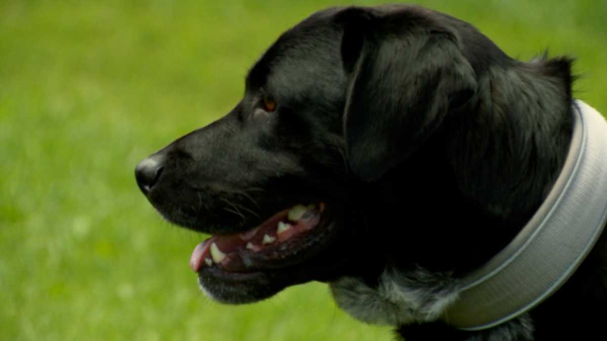 Second Chance Ranch Rescue