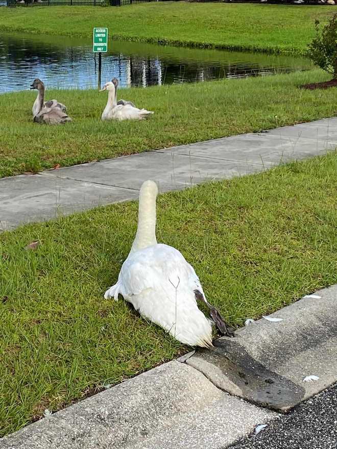 South Carolina: 2 swans injured by humans in Myrtle Beach