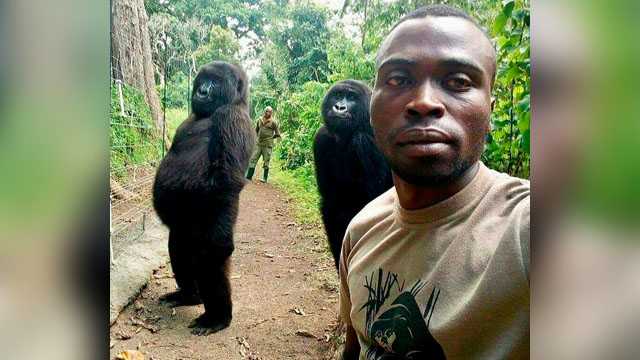 gorillas selfie
