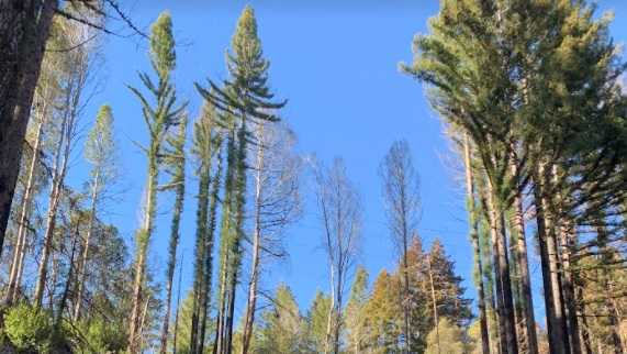 State park closes as strong winds blow through Central Coast - Vimarsana News