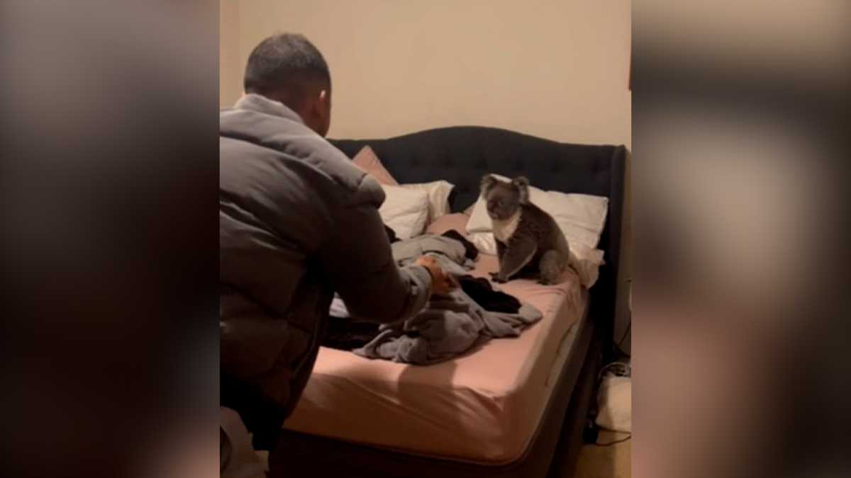 ‘Only in Australia’ Couple comes home to find koala in bed