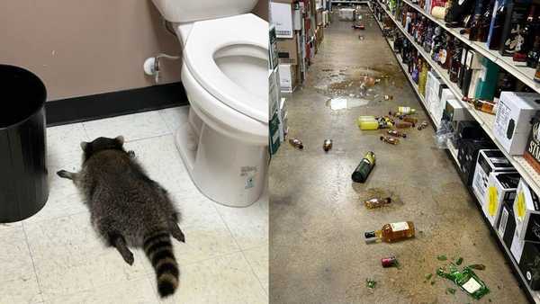 virginia drunk raccoon