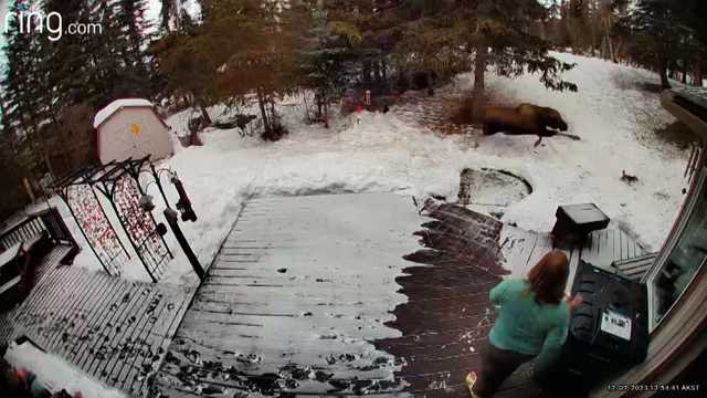 Woman uses 'mom voice' to scare moose that was chasing her Yorkie - Vimarsana News