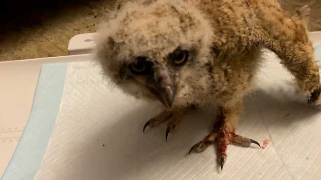 three massachusetts baby owls were recovering after being poisoned by rodenticides, a  wildlife rehabilitator says. their mother was found dead.