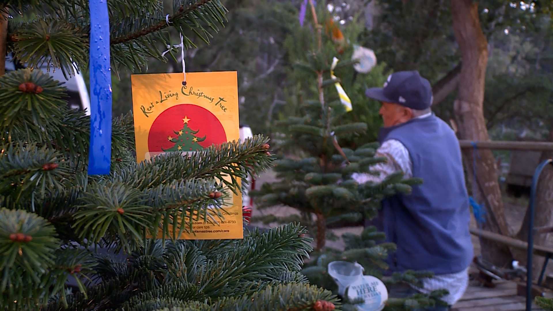 Families embrace eco-friendly living Christmas trees - Vimarsana News