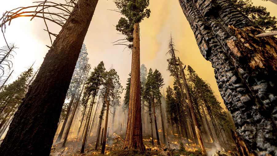 A tree stands in the Trail of 100 Giants grove as flames from the Windy Fire burn behind in Sequoia National Forest, Calif., on Sunday, Sept. 19, 2021.  (AP Photo/Noah Berger)