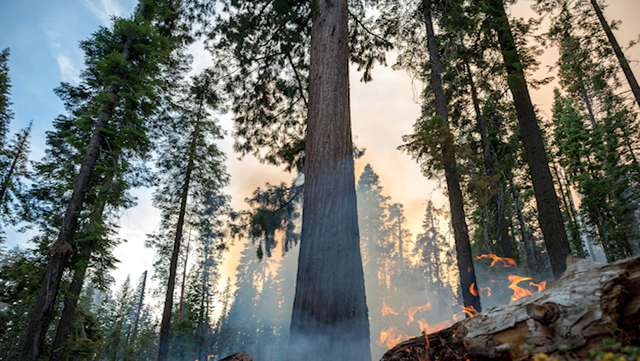 Yosemite fire grows as crews protect iconic sequoia trees - Vimarsana News