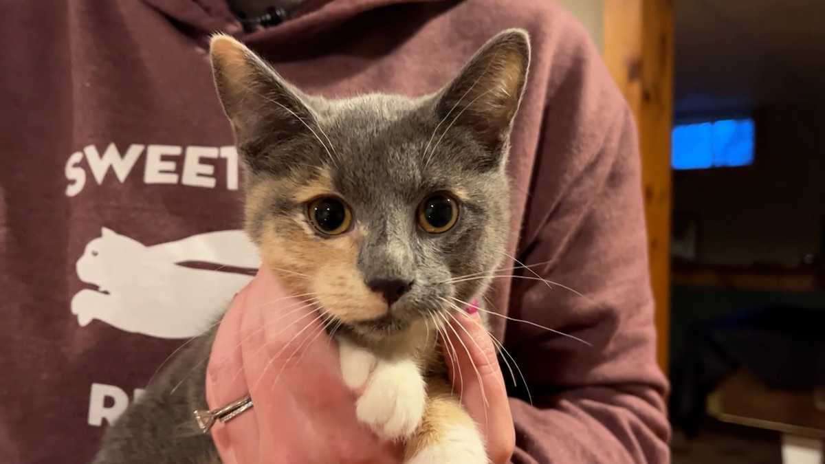 Mass. man accused of beating kitten, abandoning it in cold