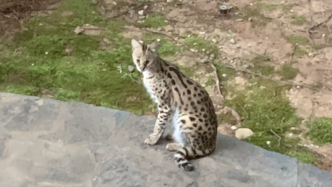 Roaming exotic cat caught in Georgia, but officials say the owner won't get it back - Vimarsana News