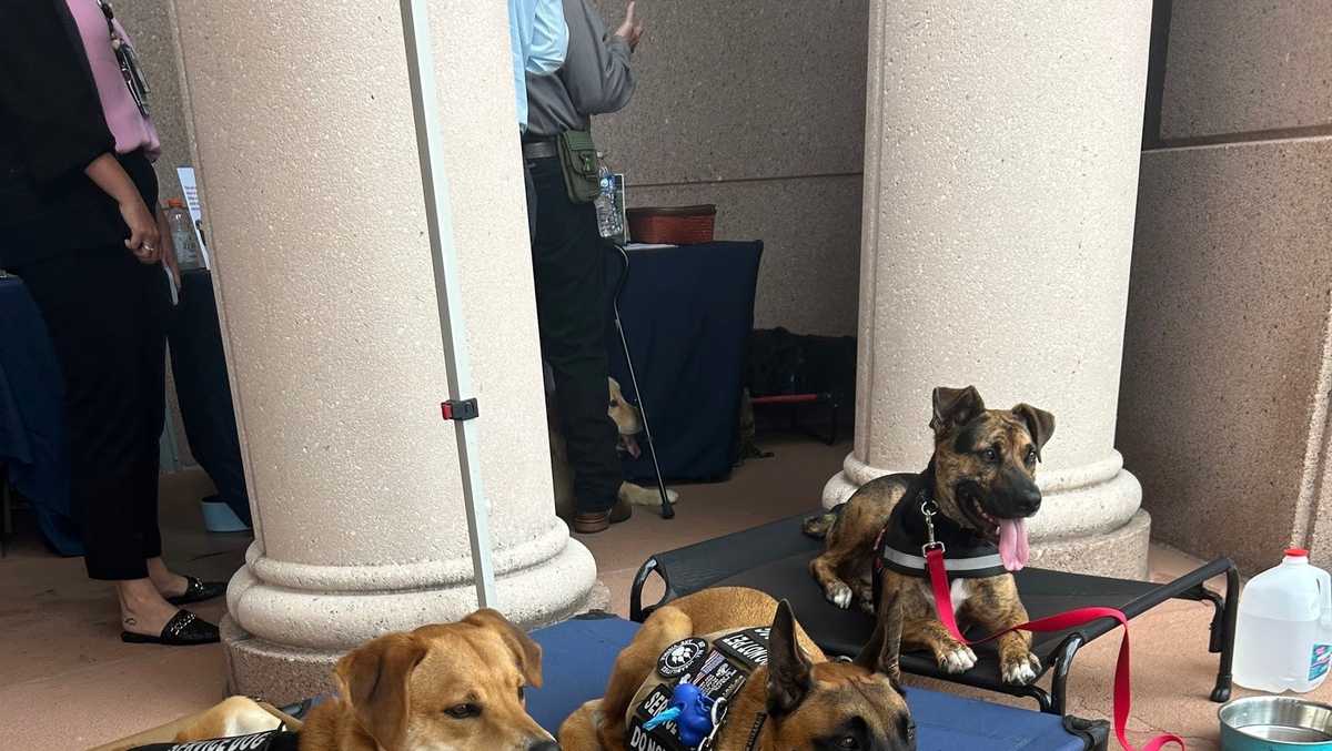 Connecting veterans with service dogs through VA partnership