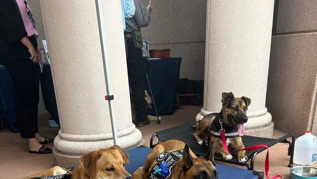 Connecting veterans with service dogs through VA partnership - Vimarsana News