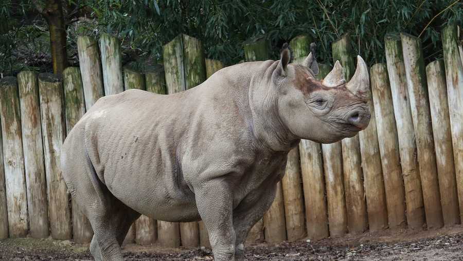 Cincinnati Zoo on black rhino baby watch