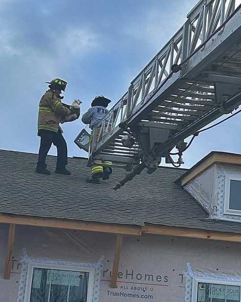 cat with doritos bag on head rescued