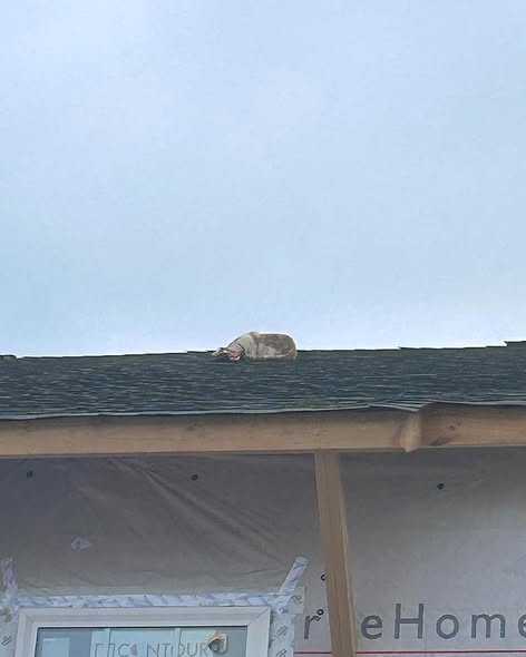 cat with doritos bag on head