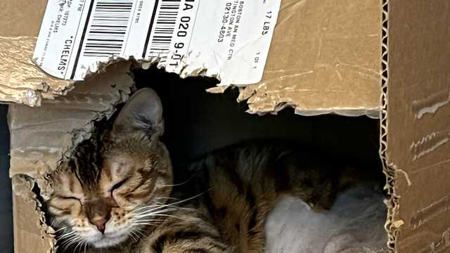 Injured exotic Bengal cat found needs surgery, new home and name, MSPCA says - Vimarsana News