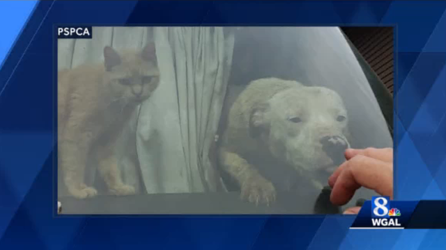 Animals rescued in Shamokin now in Lancaster County - Vimarsana News