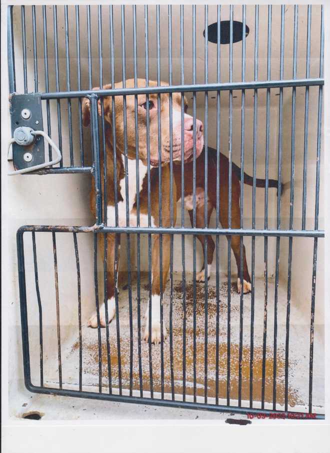 South Carolina Man throws dog off bridge