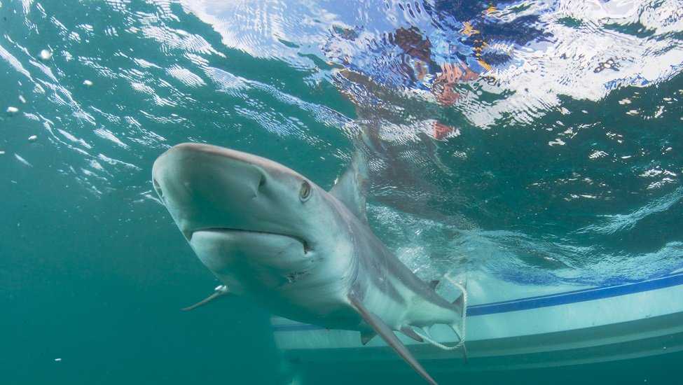 Shark migration season begins in S.E. Florida