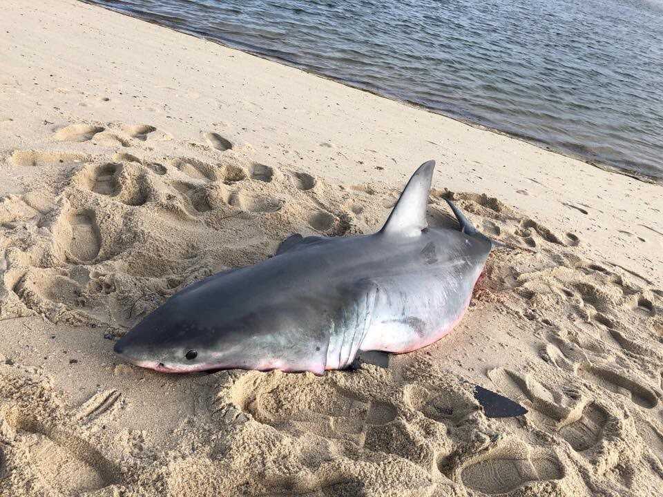 Dead Shark Washes Up On Beach