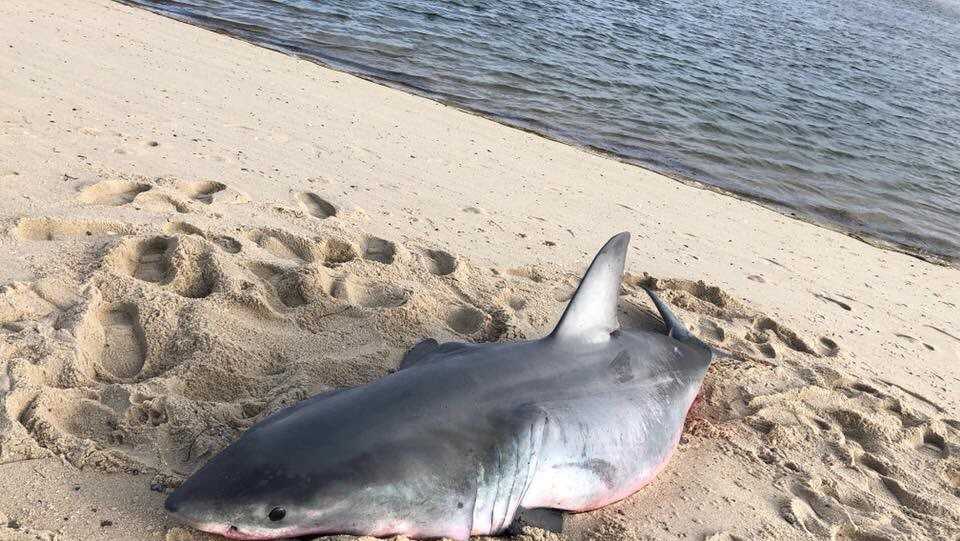 beached great white shark