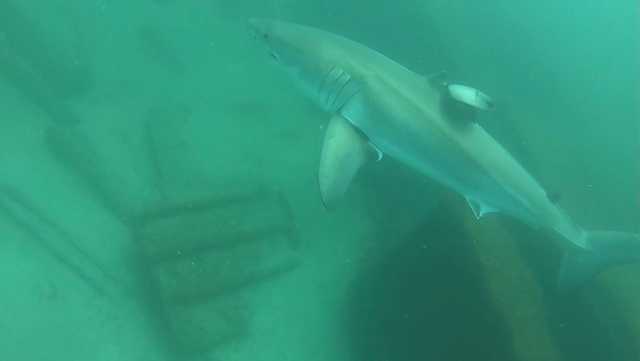 Florida divers come face to face with great white sharks - Vimarsana News