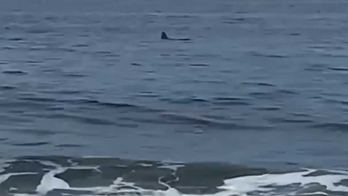 Sharks spotted along Maine coast, including Popham Beach