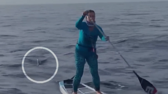 Un paddleboarder de Floride a une rencontre rapprochée avec des requins
