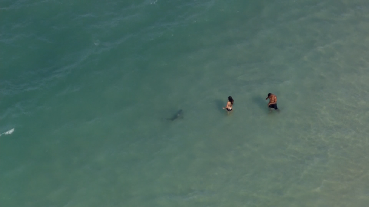 Shark spotted swimming close to shore in Daytona Beach