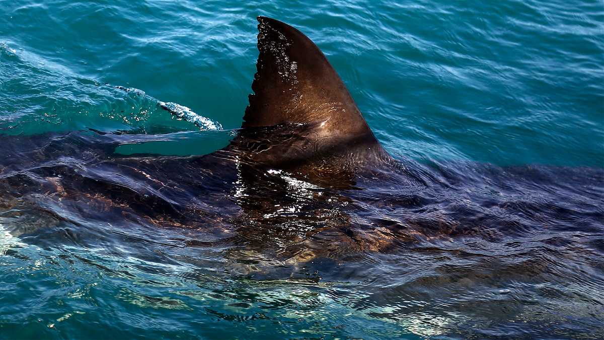 Lifeguard dragged underwater by great white shark at Scarborough Beach
