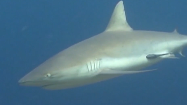 Shark experts dive in on South Florida fishing tournament - Vimarsana News