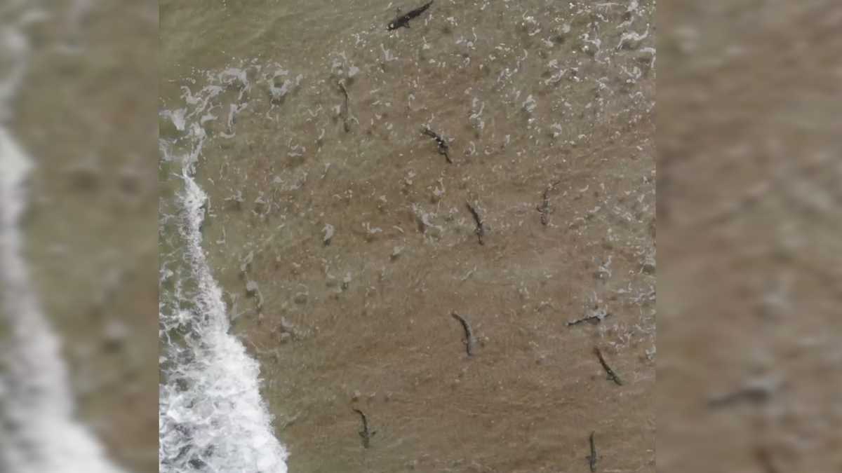 Shallow Water Shark Frenzy At New Smyrna Beach
