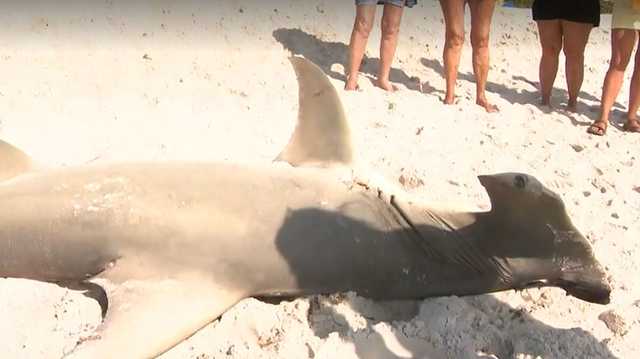 11-foot hammerhead shark washes up on South Florida beach 11-foot hammerhead shark washes up on South Florida beach