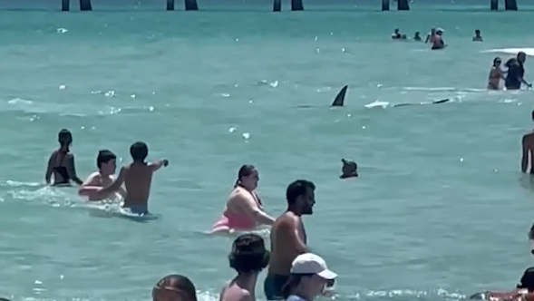 shark spotted in navarre