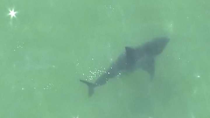 Shark off Newcomb Hollow Beach