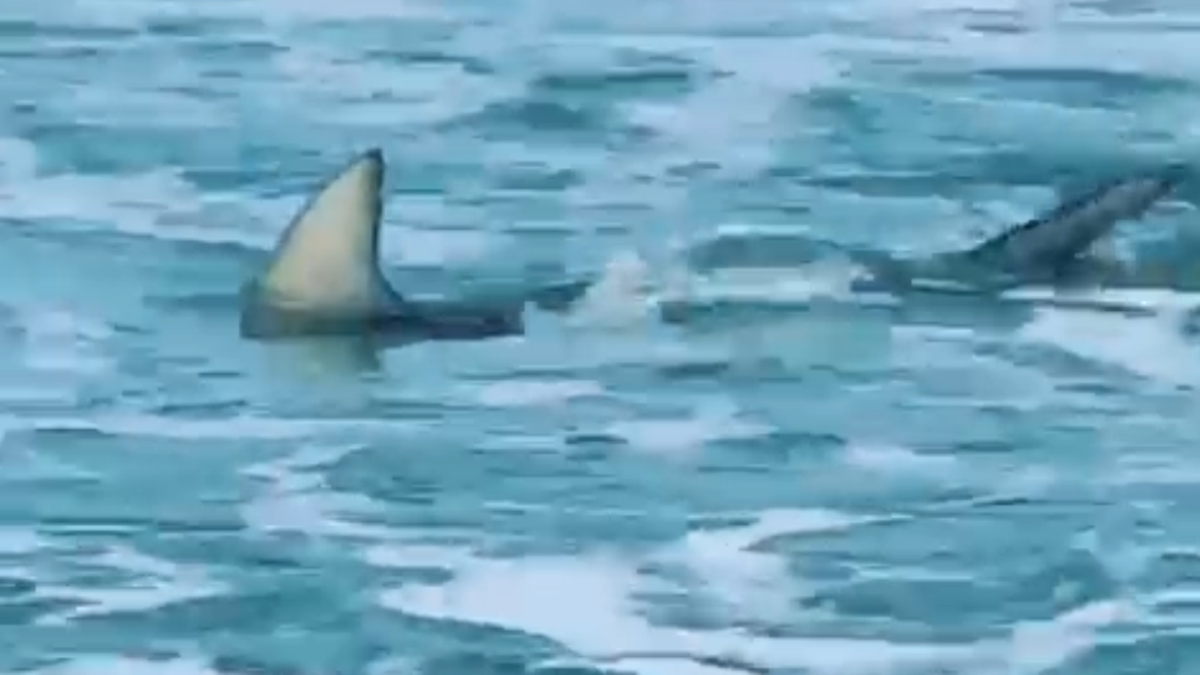 Shark Swimming Feet From Shore In Cocoa Beach