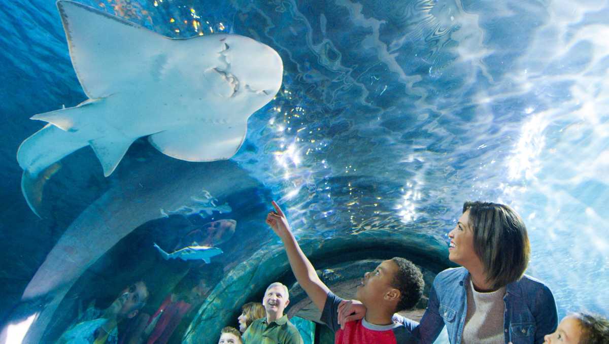Shark Rays at Newport Aquarium are helping make waves across the globe