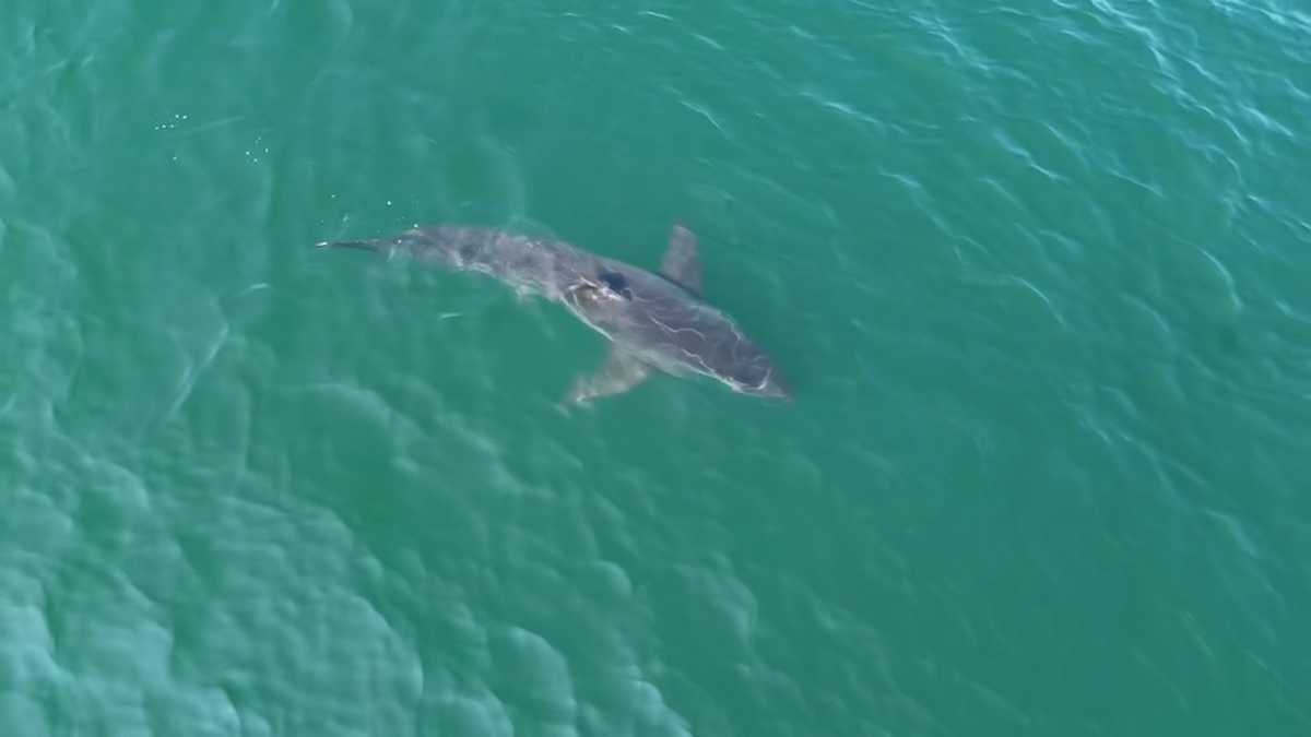 Drone video shows great white shark spotted near Maine beaches