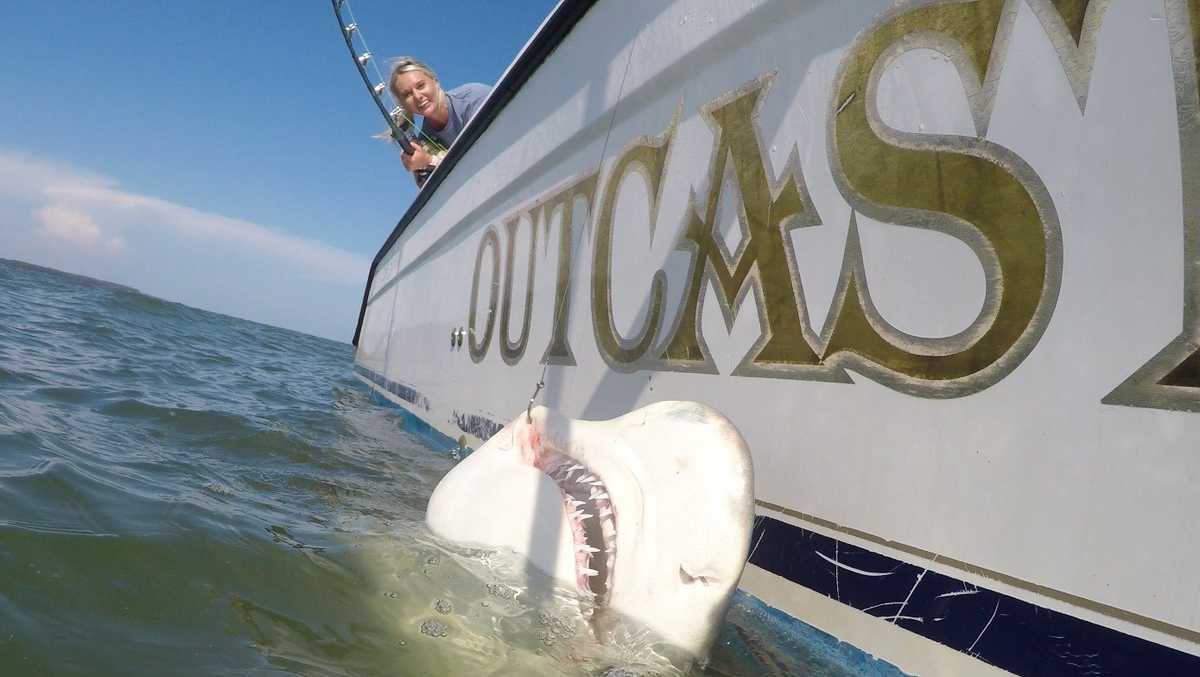 WJCL Lowcountry reporter reels in 200 pound lemon shark off Hilton Head ...