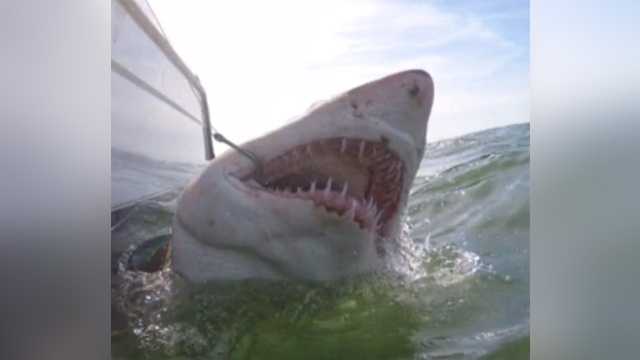 Shark caught off SC coast 