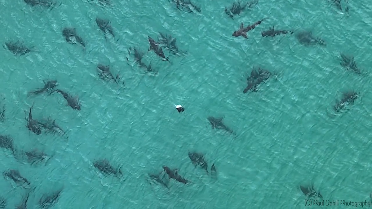 Video School Of Blacktip Sharks Spotted Off Florida Beach