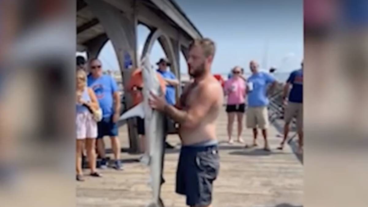 Three sharks caught on Tybee Island in one day