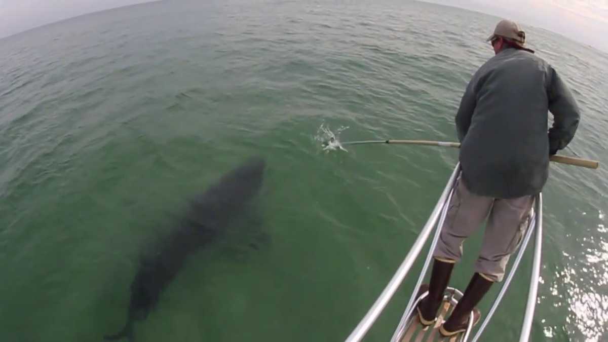 NH Chronicle Tracking great white sharks off New Hampshire