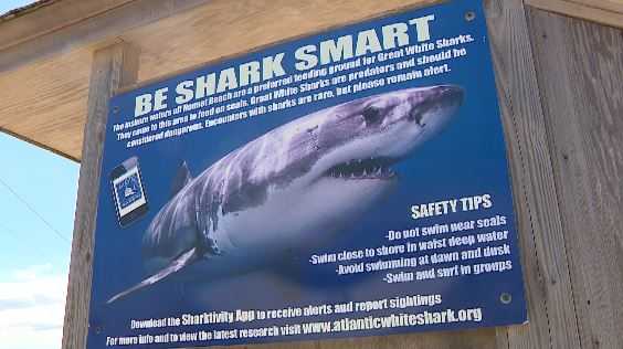 Cape Cod Readies For Heightened Threat Of Shark Attacks