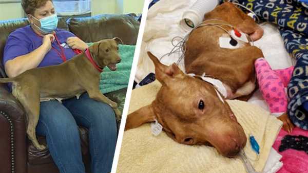 Dog left for dead on the mend and ready for forever home