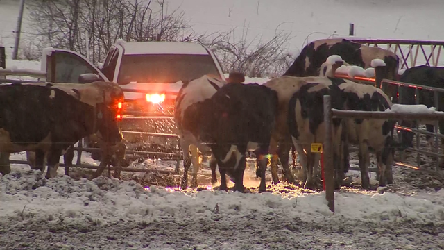 Cows killed when barn collapses during nor'easter - Vimarsana News